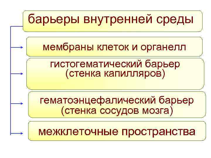 барьеры внутренней среды мембраны клеток и органелл гистогематический барьер (стенка капилляров) гематоэнцефалический барьер (стенка