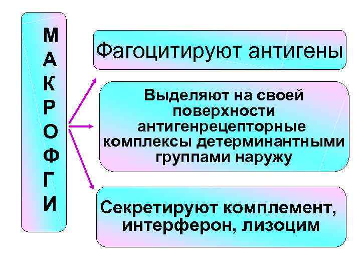 М А К Р О Ф Г И Фагоцитируют антигены Выделяют на своей поверхности