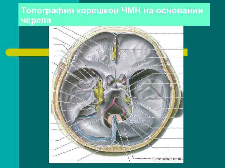 Топография корешков ЧМН на основании черепа 