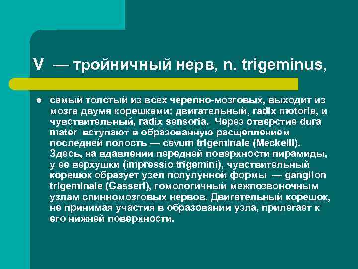 V — тройничный нерв, n. trigeminus, l самый толстый из всех черепно мозговых, выходит