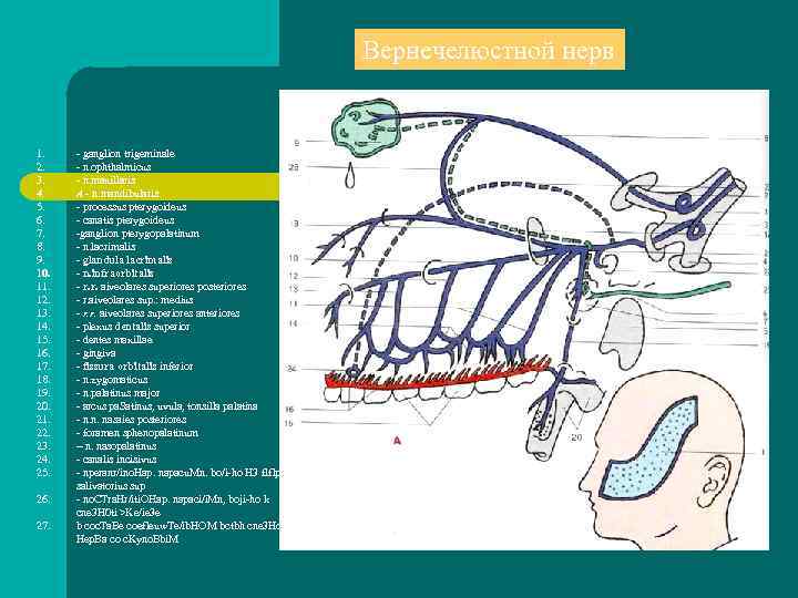 Вернечелюстной нерв 1. 2. 3. 4. 5. 6. 7. 8. 9. 10. 11. 12.