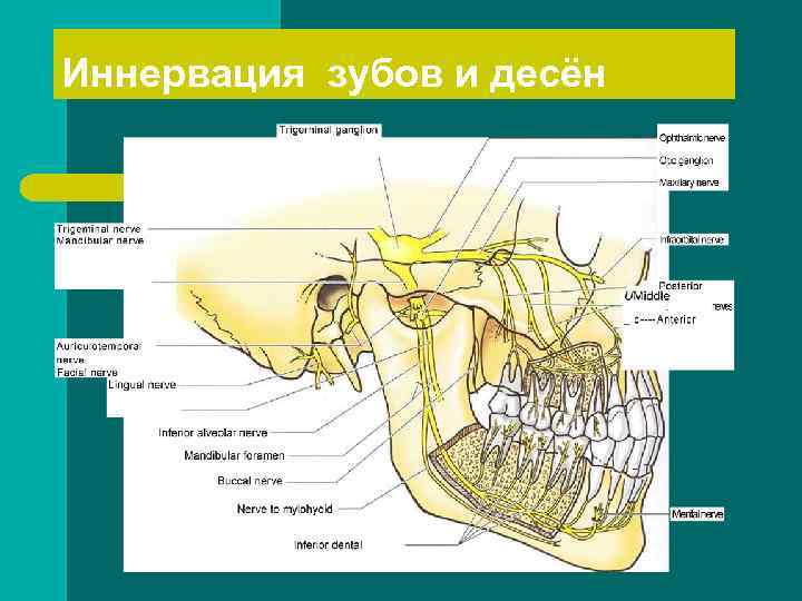 Иннервация зубов и десён 