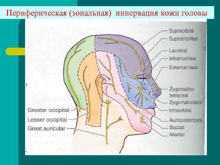 Периферическая (зональная) иннервация кожи головы 