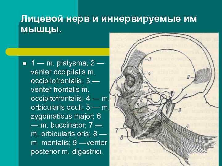 Лицевой нерв и иннервируемые им мышцы. l 1 — m. platysma; 2 — venter