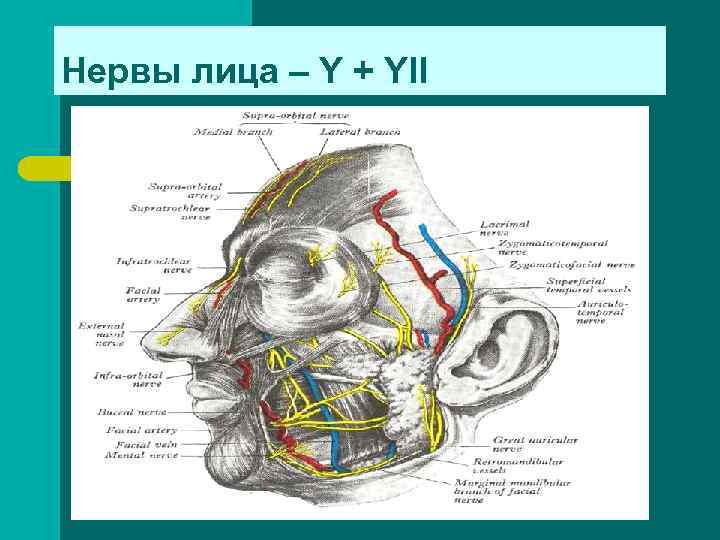 Нервы лица – Y + YII 