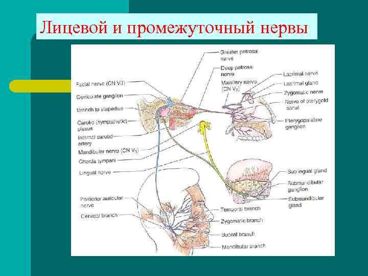 Лицевой и промежуточный нервы 