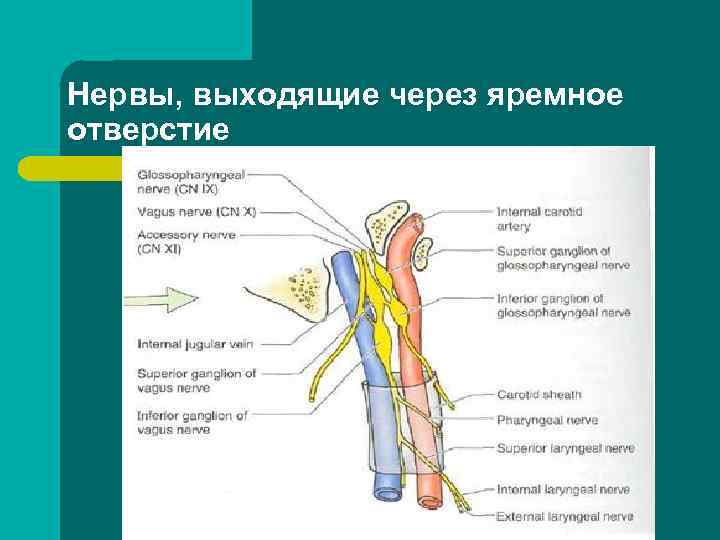 Нервы, выходящие через яремное отверстие 