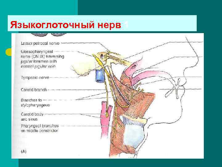 Языкоглоточный нерв 1 