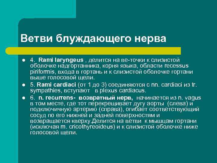 Ветви блуждающего нерва l l l 4. Rami laryngeus , делится на ве точки