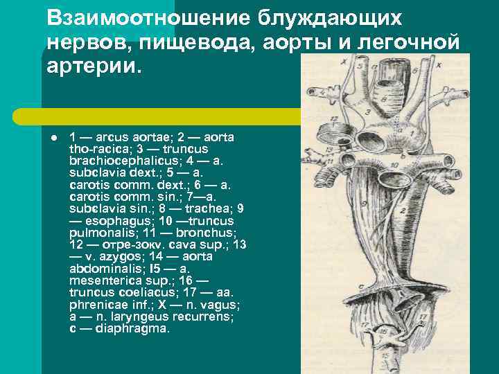 Взаимоотношение блуждающих нервов, пищевода, аорты и легочной артерии. l 1 — arcus aortae; 2