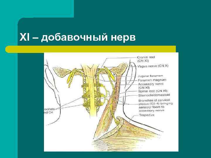 XI – добавочный нерв 