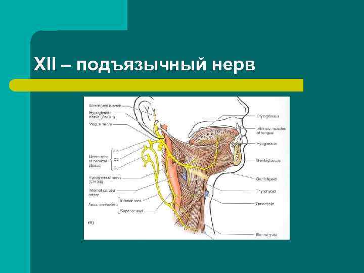 XII – подъязычный нерв 