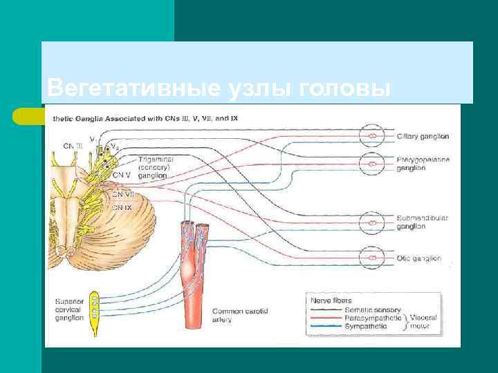 Вегетативные узлы головы 