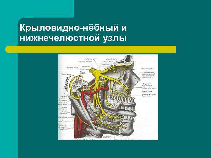 Крыловидно нёбный и нижнечелюстной узлы 