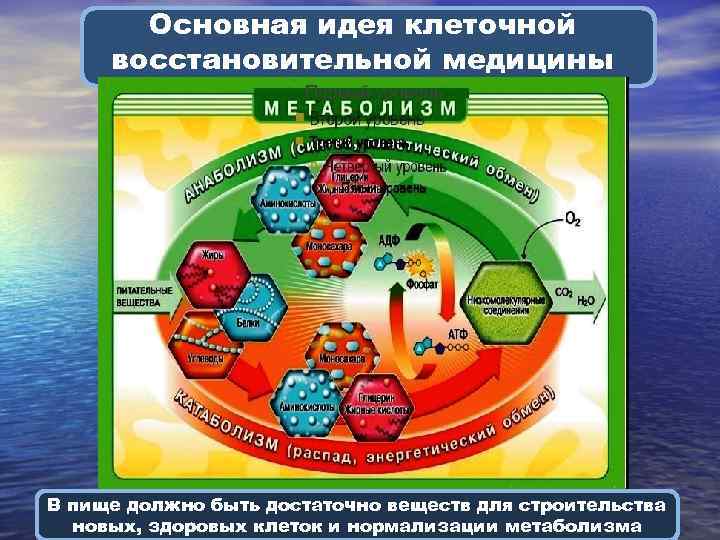 Основная идея клеточной восстановительной медицины Первый уровень В пище должно быть достаточно веществ для