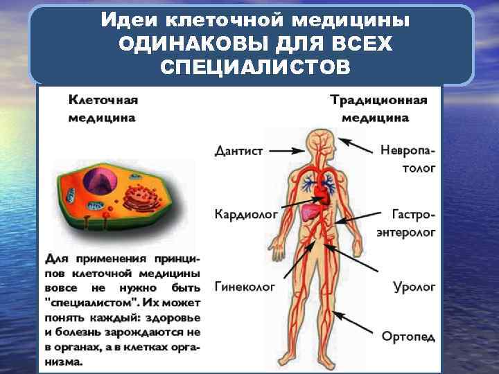 Идеи клеточной медицины ОДИНАКОВЫ ДЛЯ ВСЕХ СПЕЦИАЛИСТОВ 