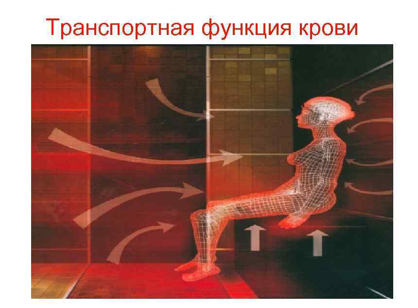 Транспортная функция крови 