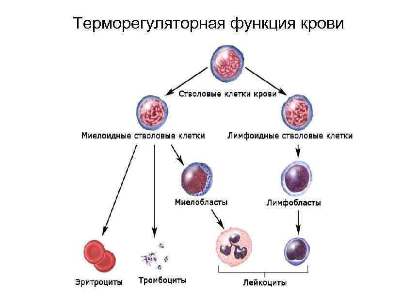 Терморегуляторная функция крови 