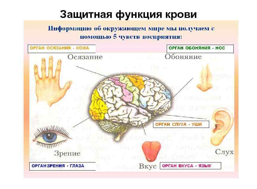 Защитная функция крови 
