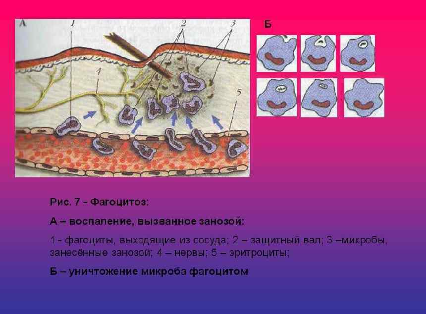 Из чего состоит наружный скелет представленного на рисунке организма