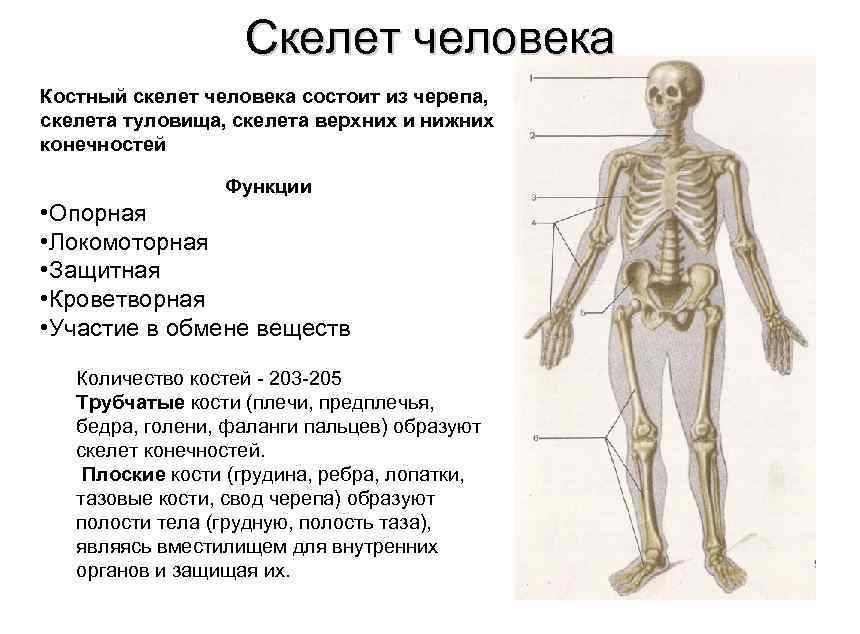 Функции скелета человека механическая. Отдел скелета строение функция.