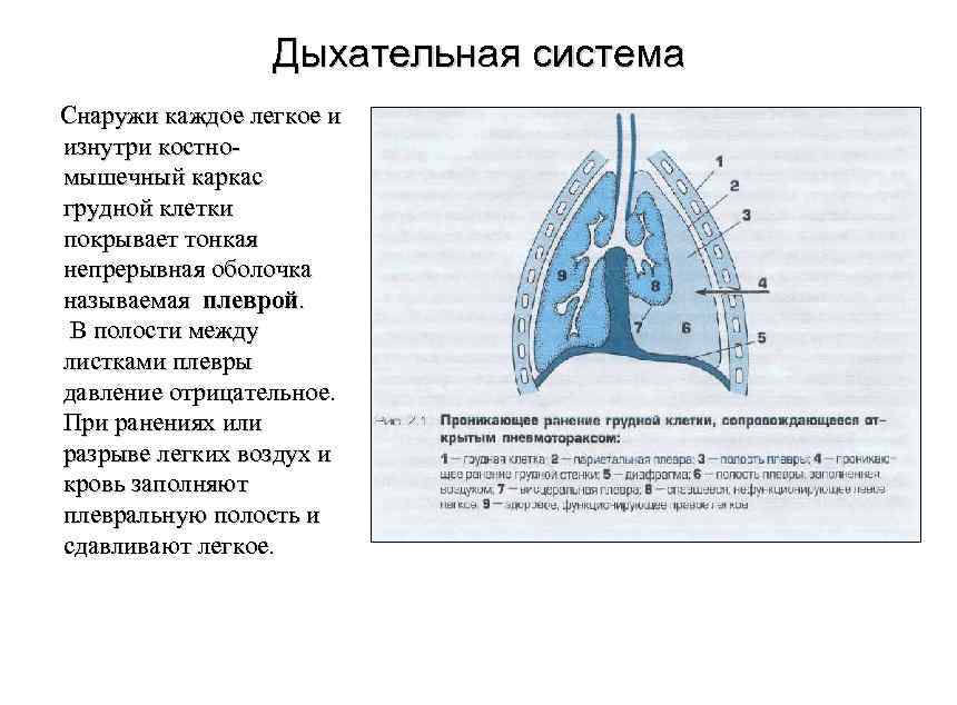 Внутренние стенки грудной полости выстланы