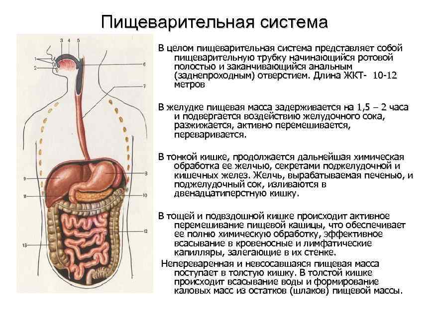 Какие органы входят в пищеварительную систему. «Отделы и органы пищеварительной системы человека». Пищеварительная система строение и функции анатомия. Пищеварительная система человека схема анатомия. Схема расположения органов пищеварительной системы.