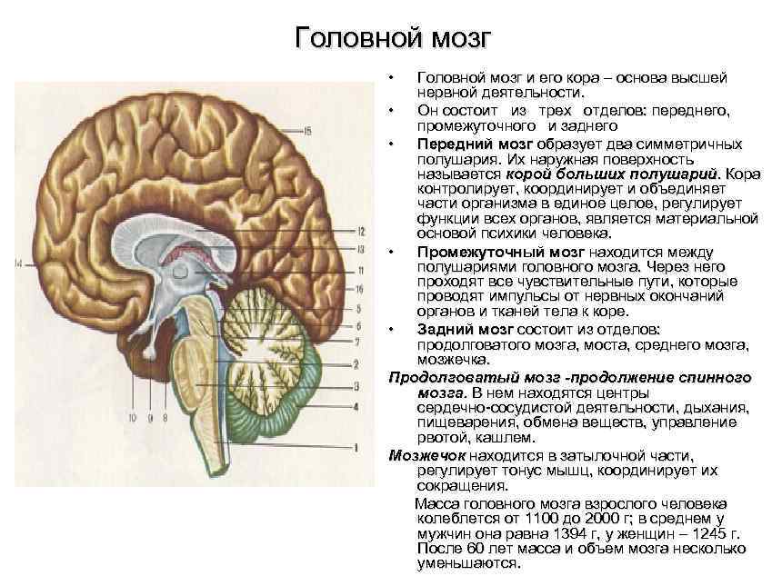 Головной мозг • Головной мозг и его кора – основа высшей нервной деятельности. •