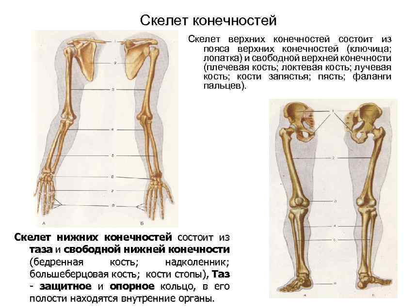 Кости верхних конечностей рисунок