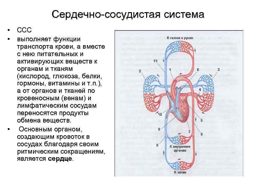 Сердечно сосудистая система • ССС • выполняет функции транспорта крови, а вместе с нею