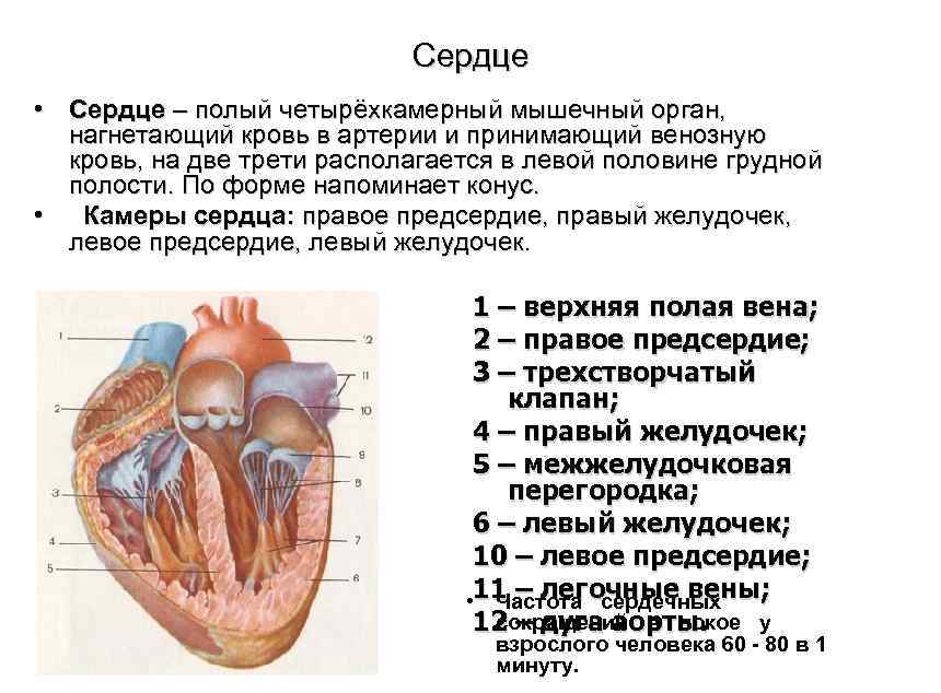 Сердце • Сердце – полый четырёхкамерный мышечный орган, нагнетающий кровь в артерии и принимающий