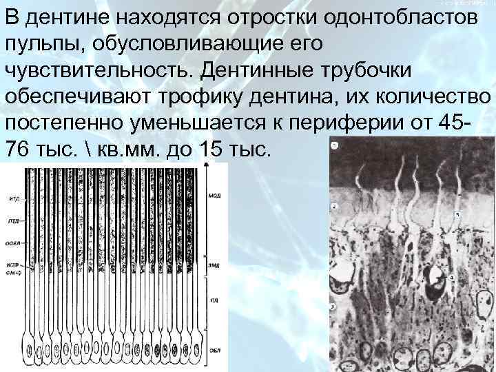 План В дентине находятся отростки одонтобластов пульпы, обусловливающие его чувствительность. Дентинные трубочки обеспечивают трофику