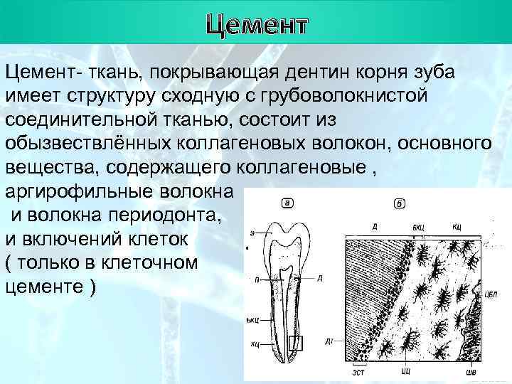 План Цемент- ткань, покрывающая дентин корня зуба имеет структуру сходную с грубоволокнистой соединительной тканью,