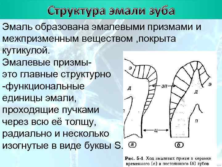 План Структура эмали зуба Эмаль образована эмалевыми призмами и межпризменным веществом , покрыта кутикулой.