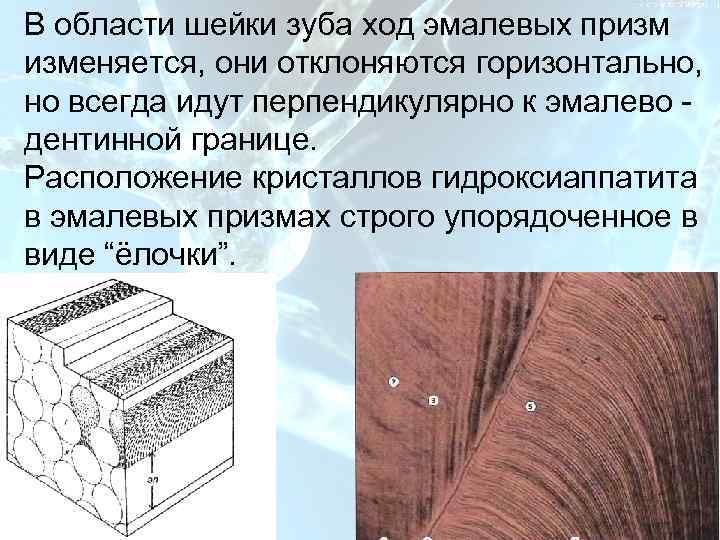 План В области шейки зуба ход эмалевых призм изменяется, они отклоняются горизонтально, но всегда