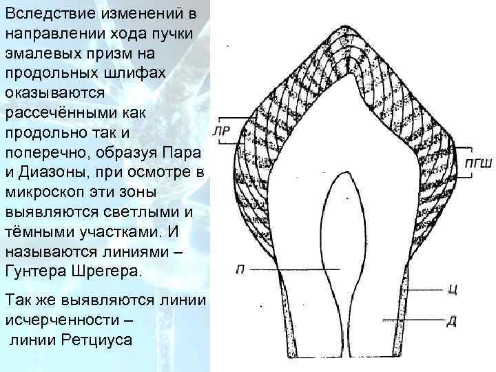 Вследствие изменений в направлении хода пучки эмалевых призм на продольных шлифах оказываются рассечёнными как