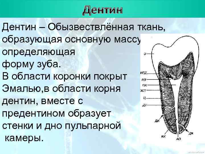 План Дентин – Обызвествлённая ткань, образующая основную массу и определяющая форму зуба. В области