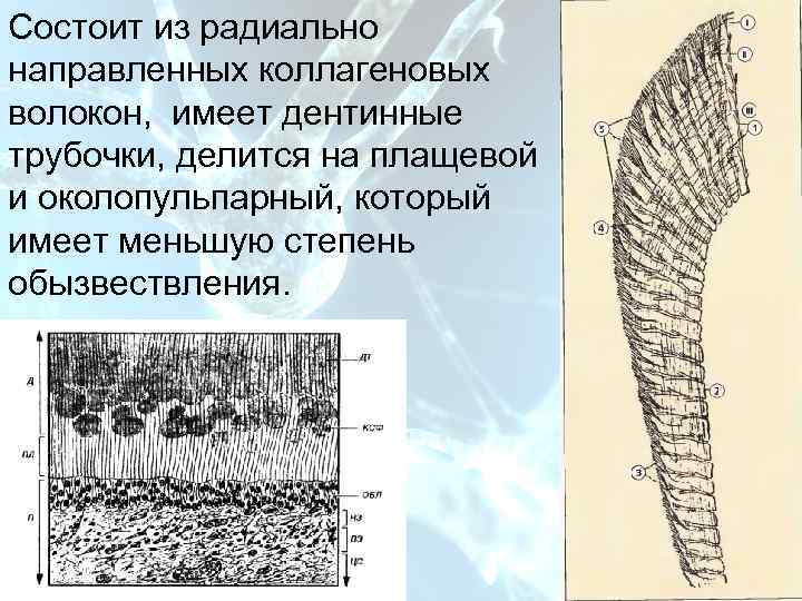 План Состоит из радиально направленных коллагеновых волокон, имеет дентинные трубочки, делится на плащевой и