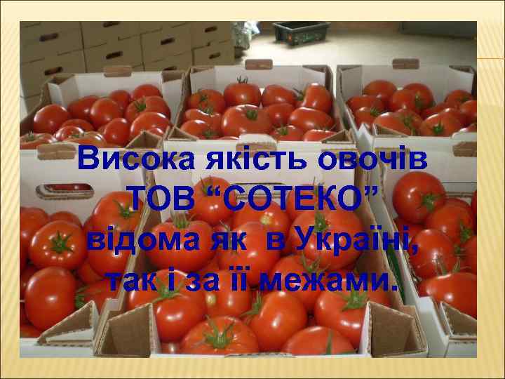 Висока якість овочів ТОВ “СОТЕКО” відома як в Україні, так і за її межами.