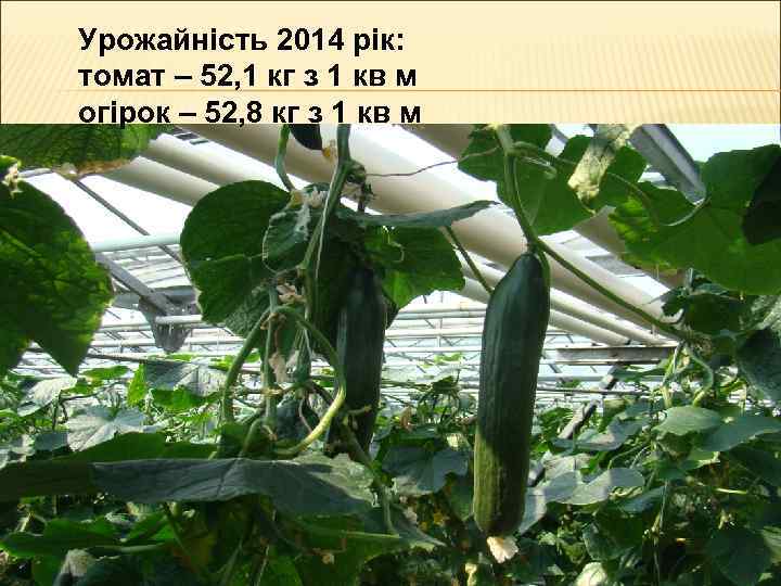 Урожайність 2014 рік: томат – 52, 1 кг з 1 кв м огірок –