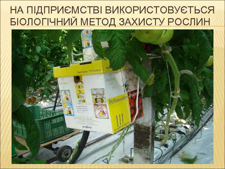 НА ПІДПРИЄМСТВІ ВИКОРИСТОВУЄТЬСЯ БІОЛОГІЧНИЙ МЕТОД ЗАХИСТУ РОСЛИН 