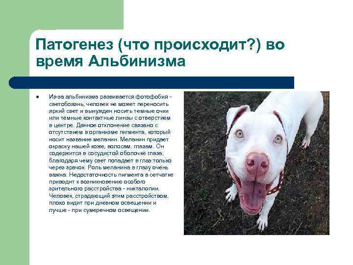 Патогенез (что происходит? ) во время Альбинизма l Из-за альбинизма развивается фотофобия - светобоязнь,
