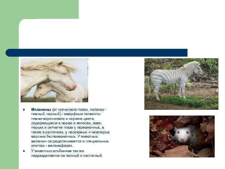 l l Меланины (от греческого melas, melanos - темный, черный) - аморфные пигменты темно-коричневого