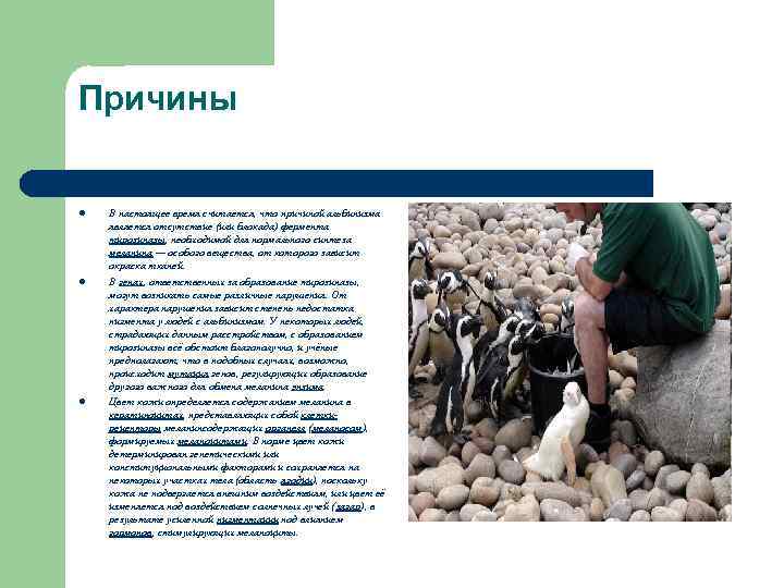 Причины l l l В настоящее время считается, что причиной альбинизма является отсутствие (или