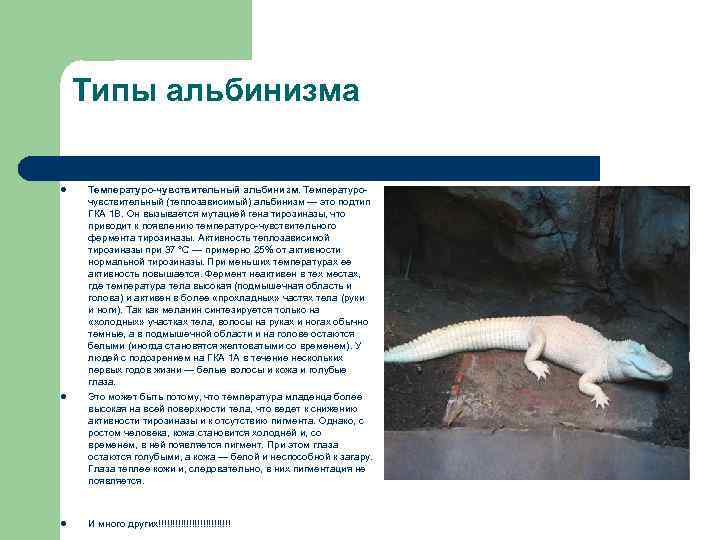 Типы альбинизма l l l Температуро-чувствительный альбинизм. Температурочувствительный (теплозависимый) альбинизм — это подтип ГКА