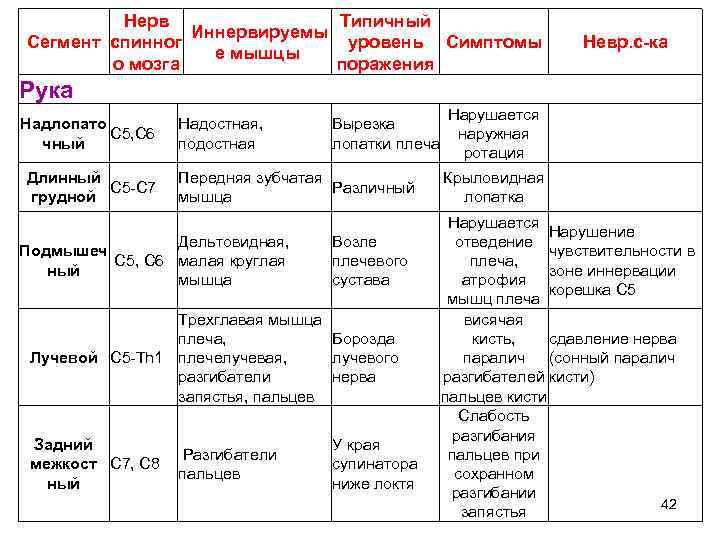 Нерв Типичный Иннервируемы Сегмент спинног уровень Симптомы е мышцы о мозга поражения Невр. с-ка