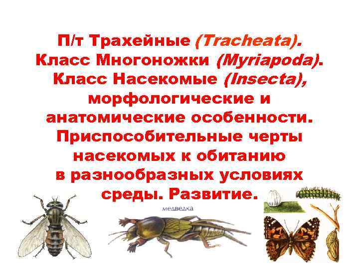 П/т Трахейные (Tracheata). Класс Многоножки (Myriapoda). Класс Насекомые (Insecta), морфологические и анатомические особенности. Приспособительные