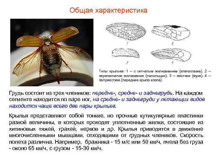 Типы крыльев. Строение и типы крыльев насекомых. Типы жилкования крыльев насекомых. Типы крыльев у насекомых сетчатый перепончатый. Типы строения крыла насекомого.