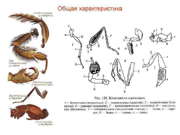 Общая характеристика 