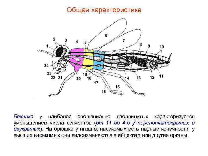 Общая характеристика Брюшко у наиболее эволюционно продвинутых характеризуется уменьшением числа сегментов (от 11 до